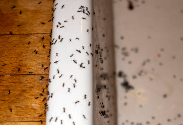 Best Emergency Pest Control  in Evansburg, PA